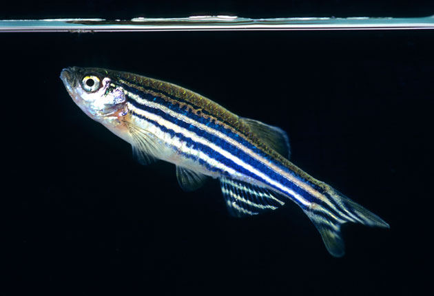 20110914012610-zebra-danio-mejor.jpg