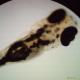 ZEBRAFISH